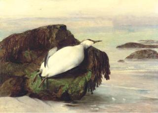 John George Naish - A Dead Seabird, Shanklin, Isle Of Wight