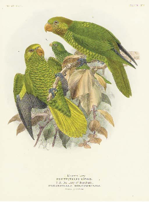 John Gerrard Keulemans - A Monograph of the Loriidae, or Brush-tongued Parrots: Eight Plates