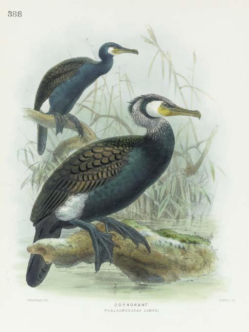 John Gerrard Keulemans - [Ornithological Studies]: Six Plates