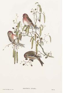 John Gould, F.R.S. - Capodacus Erythrinus; Loxia Bifasciata; Aegiothus Linaria; Serinus Hortulanus; Euspiza Melanocephala; Alauda Arvensis; Passer Montanus; Emberiza Cirlus; Emberiza Citrinella; Picus Major; Loxia Curvirostra; and Motacilla Alba