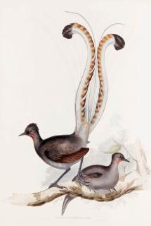 John Gould, F.R.S. - Lyre-Bird (Menura Superba); Albert Lyre Bird (Menura Alberti); Leach\'s Kingfisher (Dacelo Leachii); Fawn Breasted Kingfisher (Dacelo Cervina); Great Brown Kingfisher (Dacelo Gigantea)