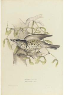 John Gould, F.R.S. - Missel Thrush; Pied Wheatear; White\'s Thrush; Black Wheatear; Blue Thrush; Pallid Thrush; Russet Wheatear; Siberian Thrush; Black-Ouzel or Blackbird; and Ring Ouzel