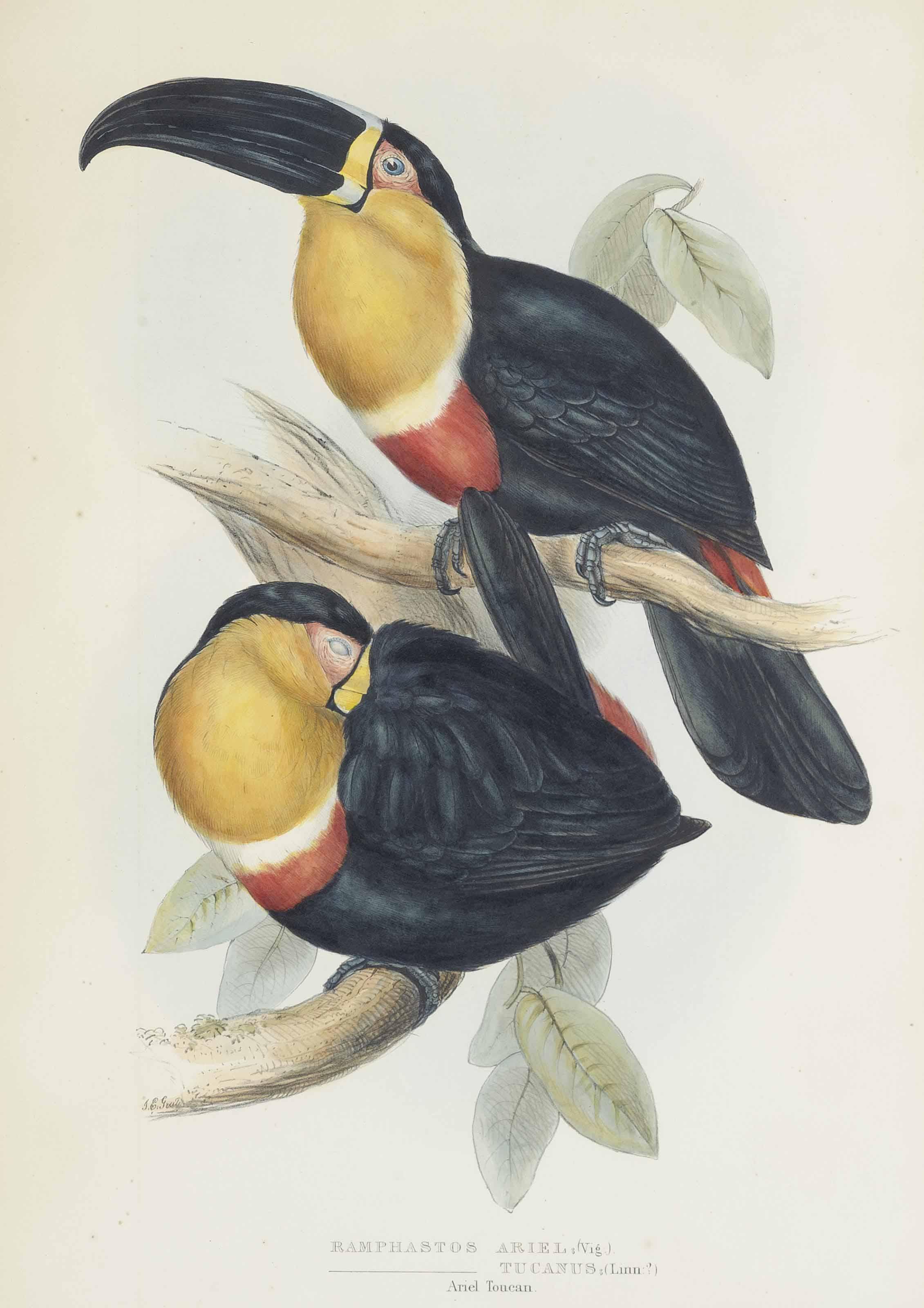 John Gould, F.R.S. - Ramphastos Tucanus; Ramphastos Osculans; Menura Alberti; And Casuarius Uniappendiculatus