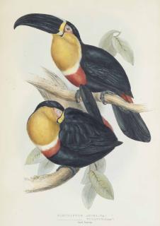 John Gould, F.R.S. - Ramphastos Tucanus; Ramphastos Osculans; Menura Alberti; And Casuarius Uniappendiculatus