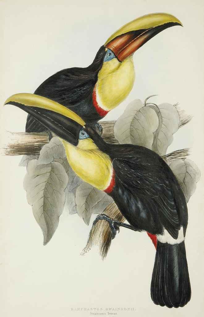 John Gould, F.R.S. - Swainson\'s Toucan; and Lemon-Rumped Toucan