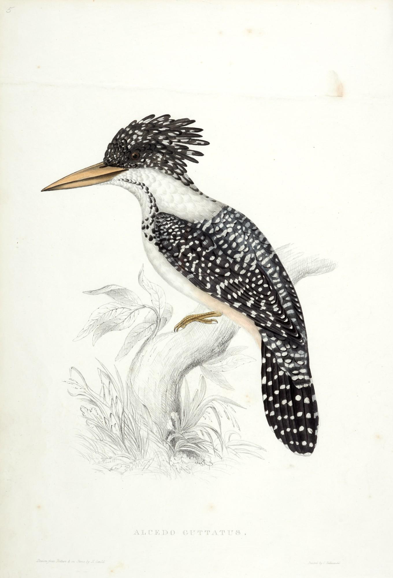 John Gould - A century of birds from the Himalayan mountains, 1831, 2 volumes