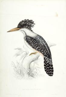 John Gould - A century of birds from the Himalayan mountains, 1831, 2 volumes