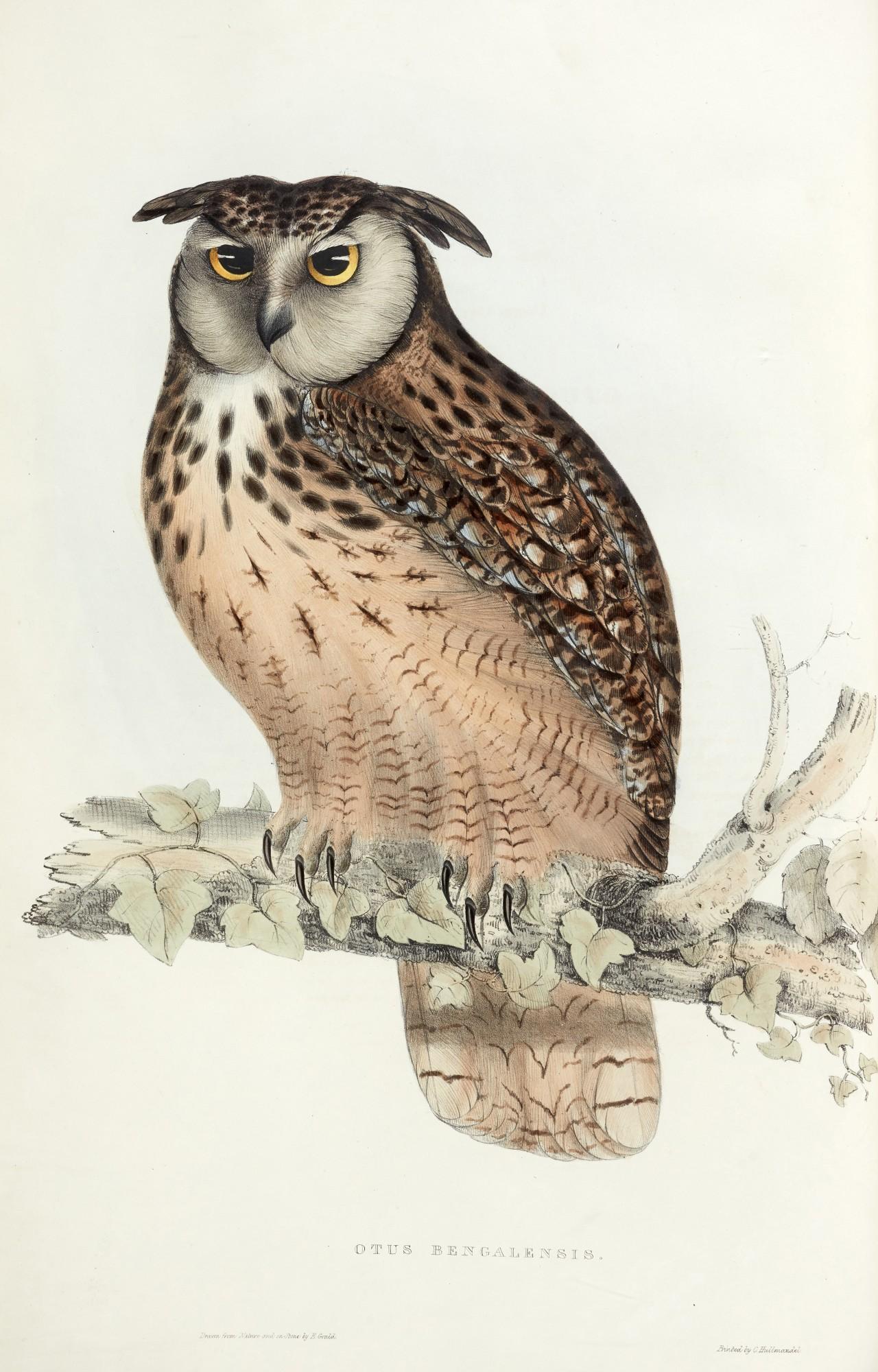 John Gould - A century of birds from the Himalayan mountains, 1832