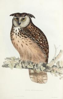 John Gould - A century of birds from the Himalayan mountains, 1832
