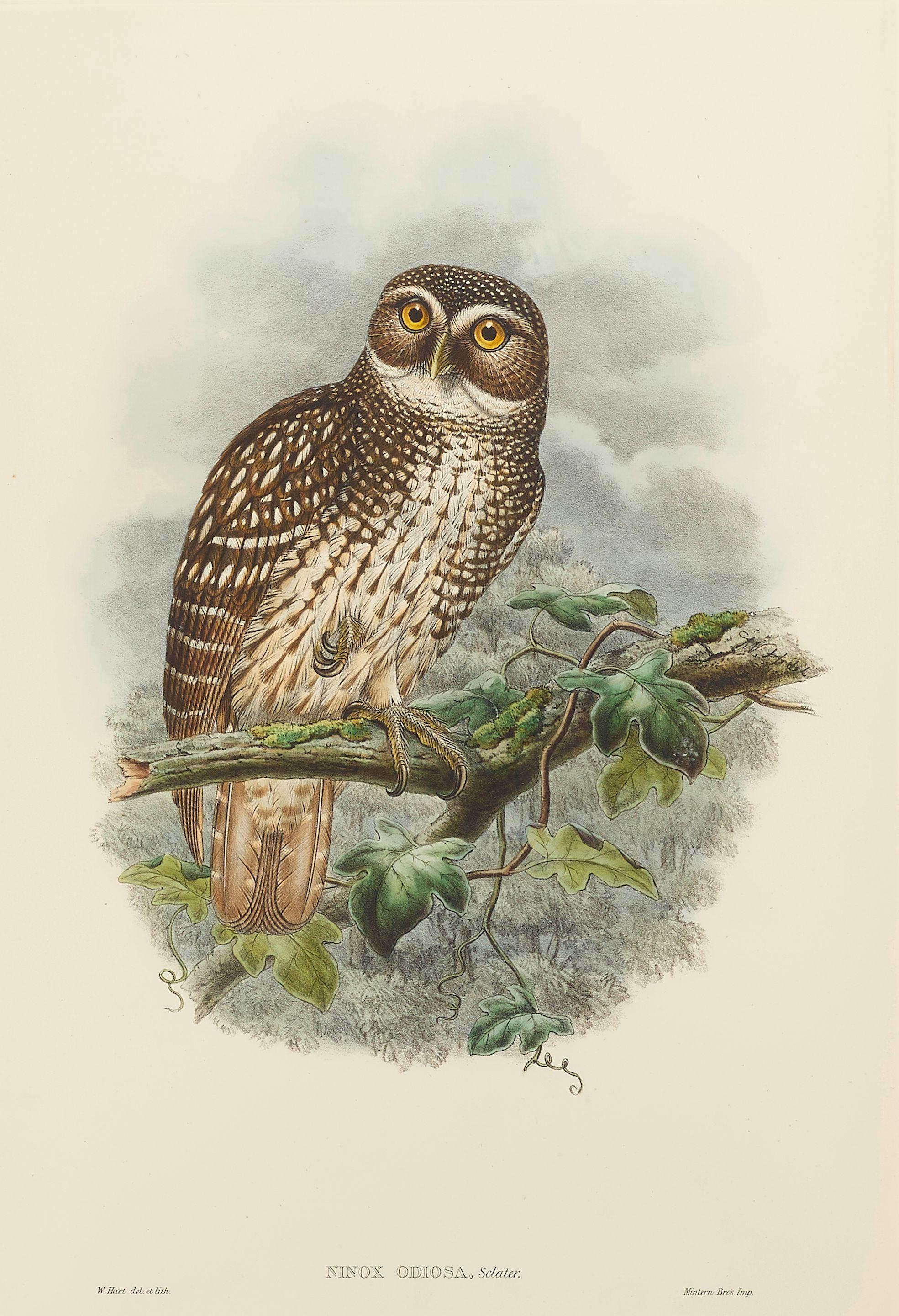 John Gould - A Group of Owls, from Birds of Great Britain and Birds of New Guinea, c. 1865