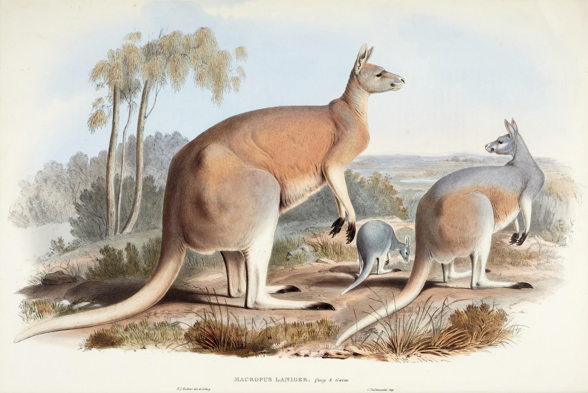 John Gould - A monograph of the Macropodidae, or family of kangaroos, 1841-1842, 2 volumes