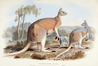 John Gould - A monograph of the Macropodidae, or family of kangaroos, 1841-1842, 2 volumes