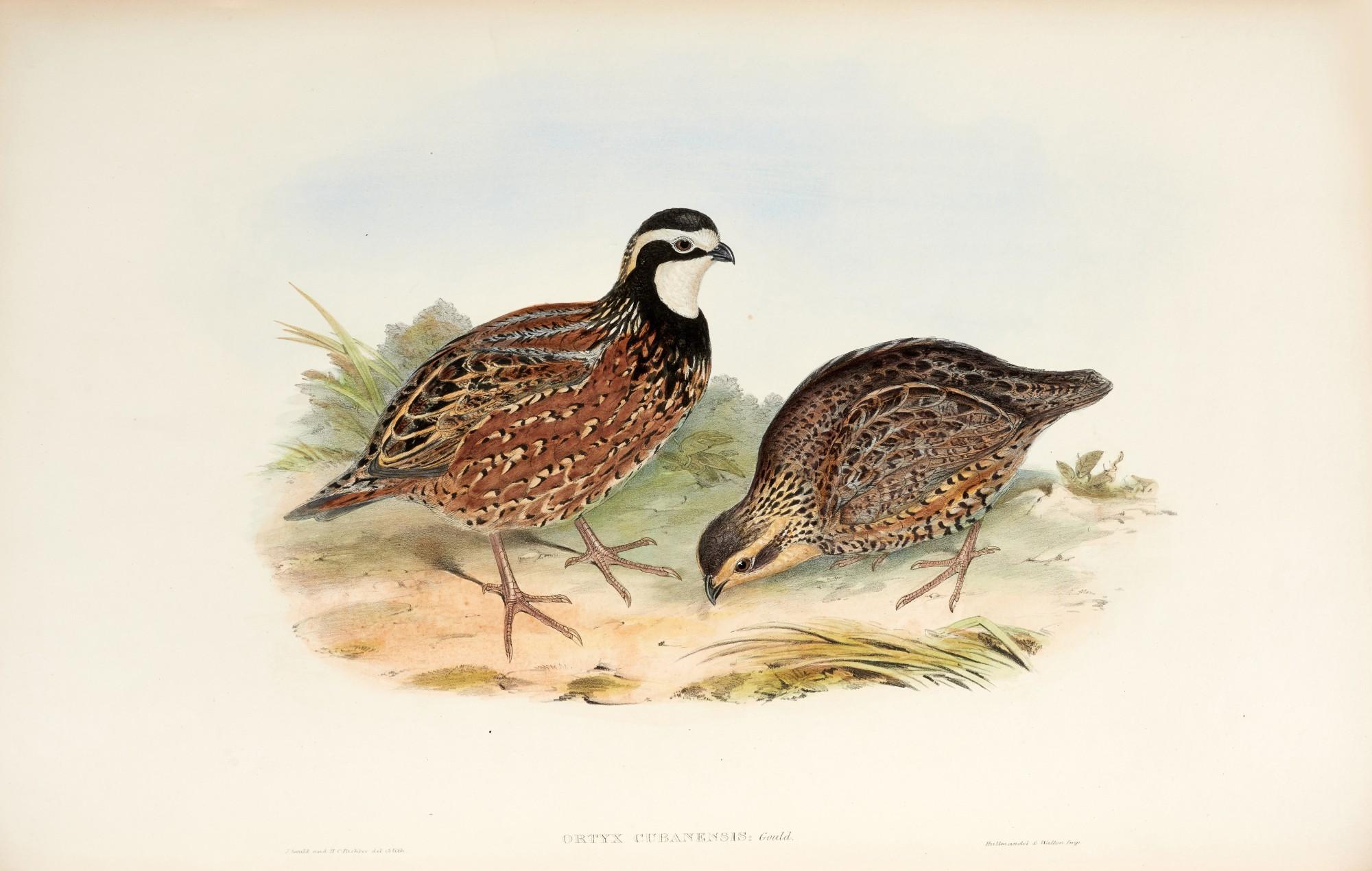 John Gould - A Monograph of the Odontophorinae, London, [1844-] 1850, later green morocco gilt by Zaehnsdorf