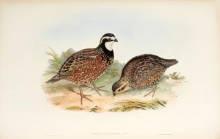 John Gould - A Monograph of the Odontophorinae, London, [1844-] 1850, later green morocco gilt by Zaehnsdorf