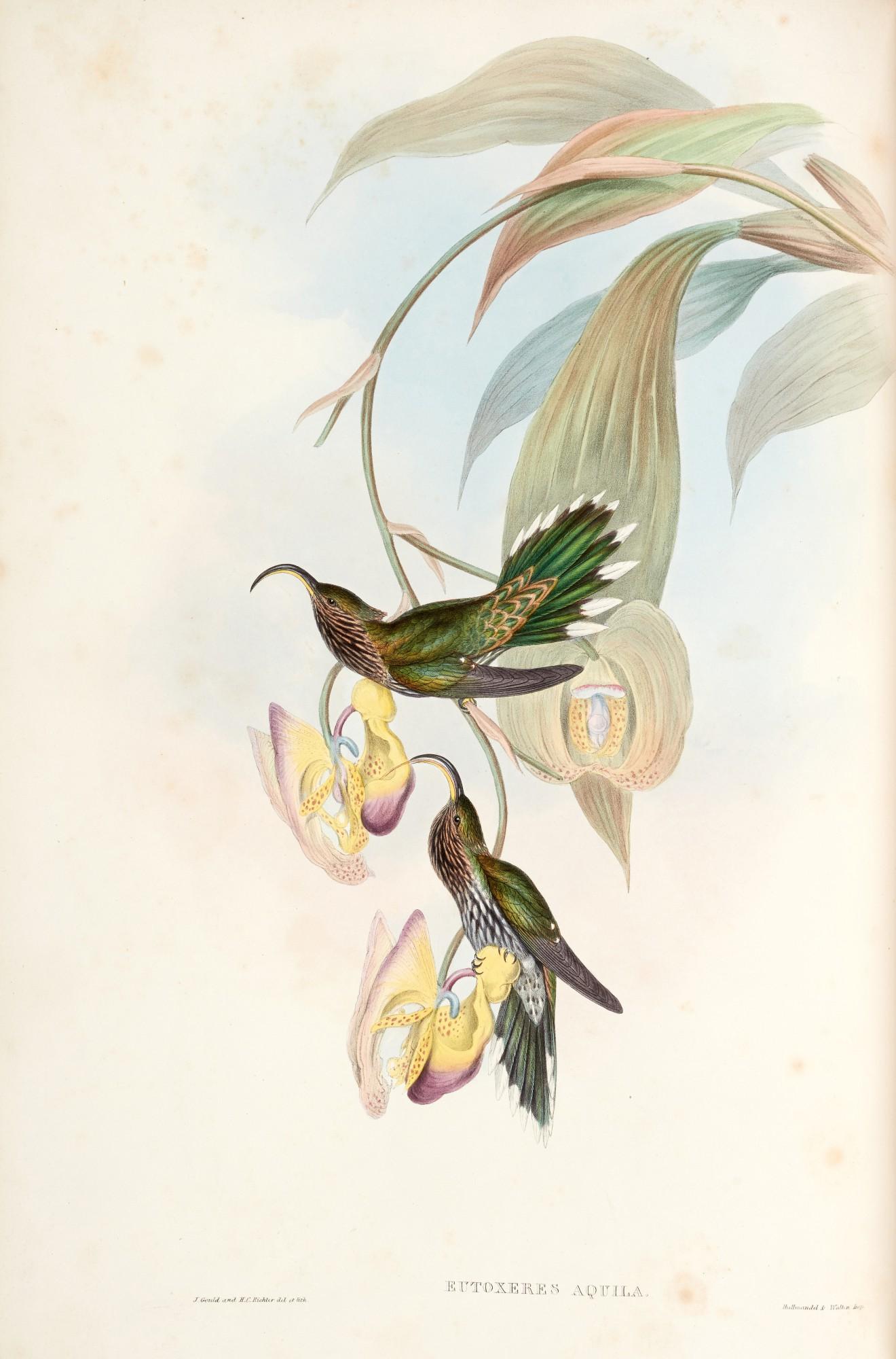 John Gould - A Monograph of the Trochilidae, or Family of Humming-Birds, [1849-] 1861