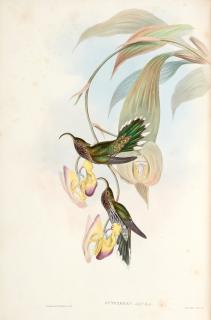 John Gould - A Monograph of the Trochilidae, or Family of Humming-Birds, [1849-] 1861