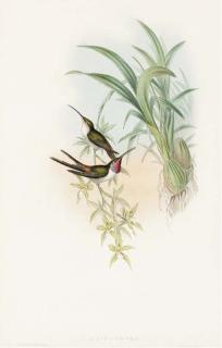 John Gould - A Monograph of the Trochilidae, or Family of Hummingbirds: Six Plates