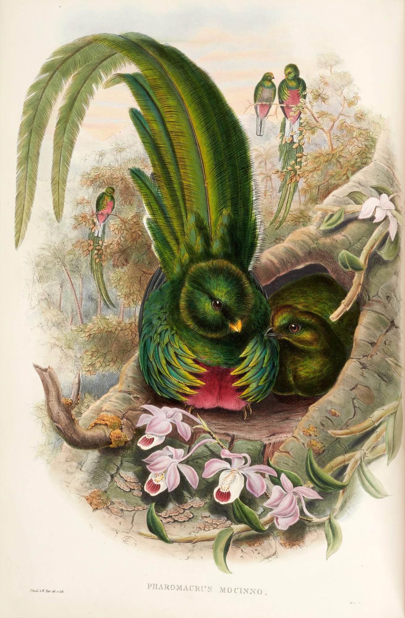 John Gould - A Monograph of the Trogonidae, [1858-] 1875, contemporary green half morocco