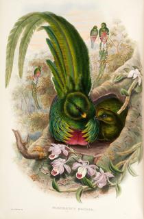 John Gould - A Monograph of the Trogonidae, [1858-] 1875, contemporary green half morocco