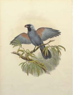 John Gould - Birds of Paradise: Four Plates