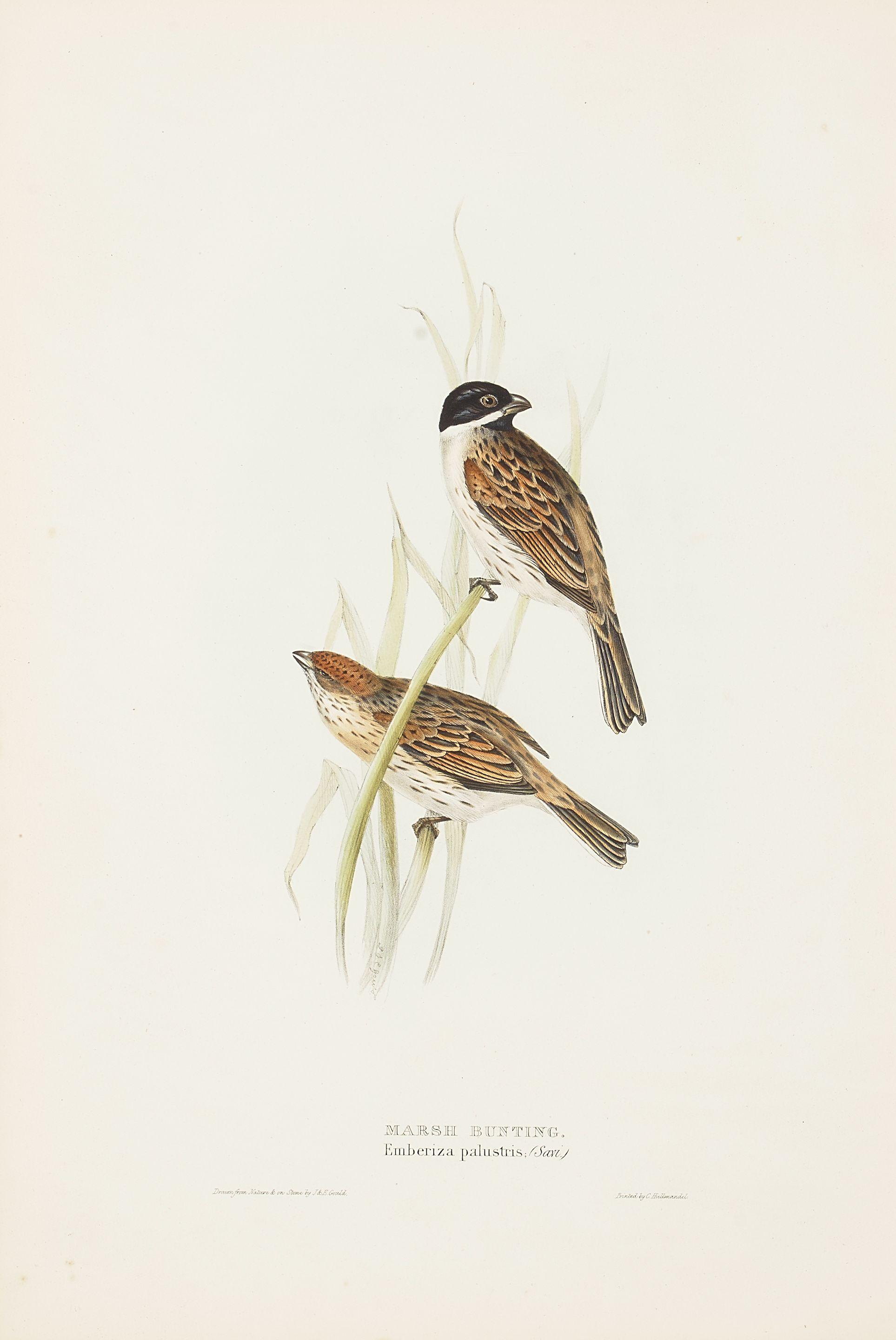 John Gould - Five Plates, from The Birds of Europe 5