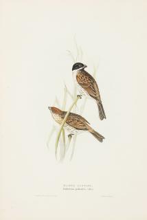 John Gould - Five Plates, from The Birds of Europe 5