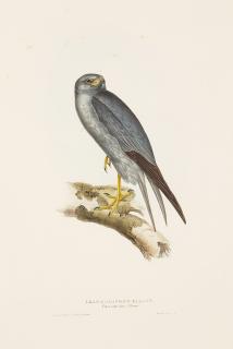 John Gould - Five Plates, from The Birds of Europe 5