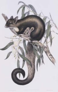 John Gould - Long-Tailed Belideus, Belideus Flaviventer