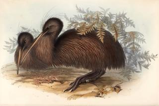 John Gould - The Birds of Australia, [1840-] 1848-1869, 8 volumes including Supplement