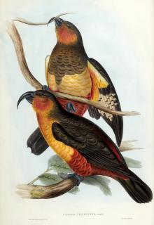 John Gould - The birds of Australia [suppressed parts], 1837-1838