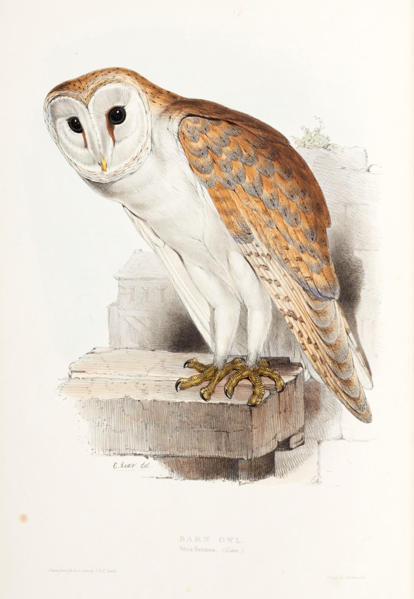 John Gould - The Birds of Europe, [1832-] 1837, 5 volumes