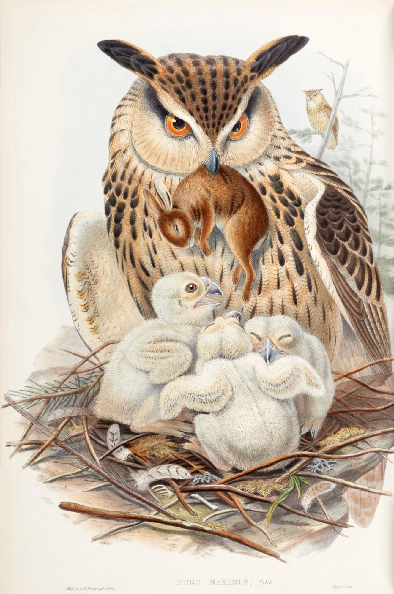 John Gould - The birds of Great Britain, 1862-1873, 5 volumes, contemporary green morocco gilt