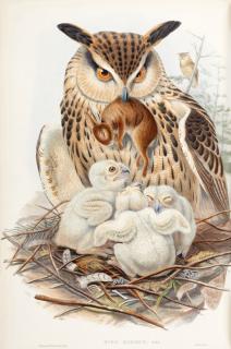 John Gould - The birds of Great Britain, 1862-1873, 5 volumes, contemporary green morocco gilt