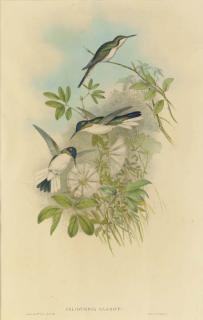 John Gould - The Birds of New Guinea and the Adjacent Papuan Islands: Four Plates
