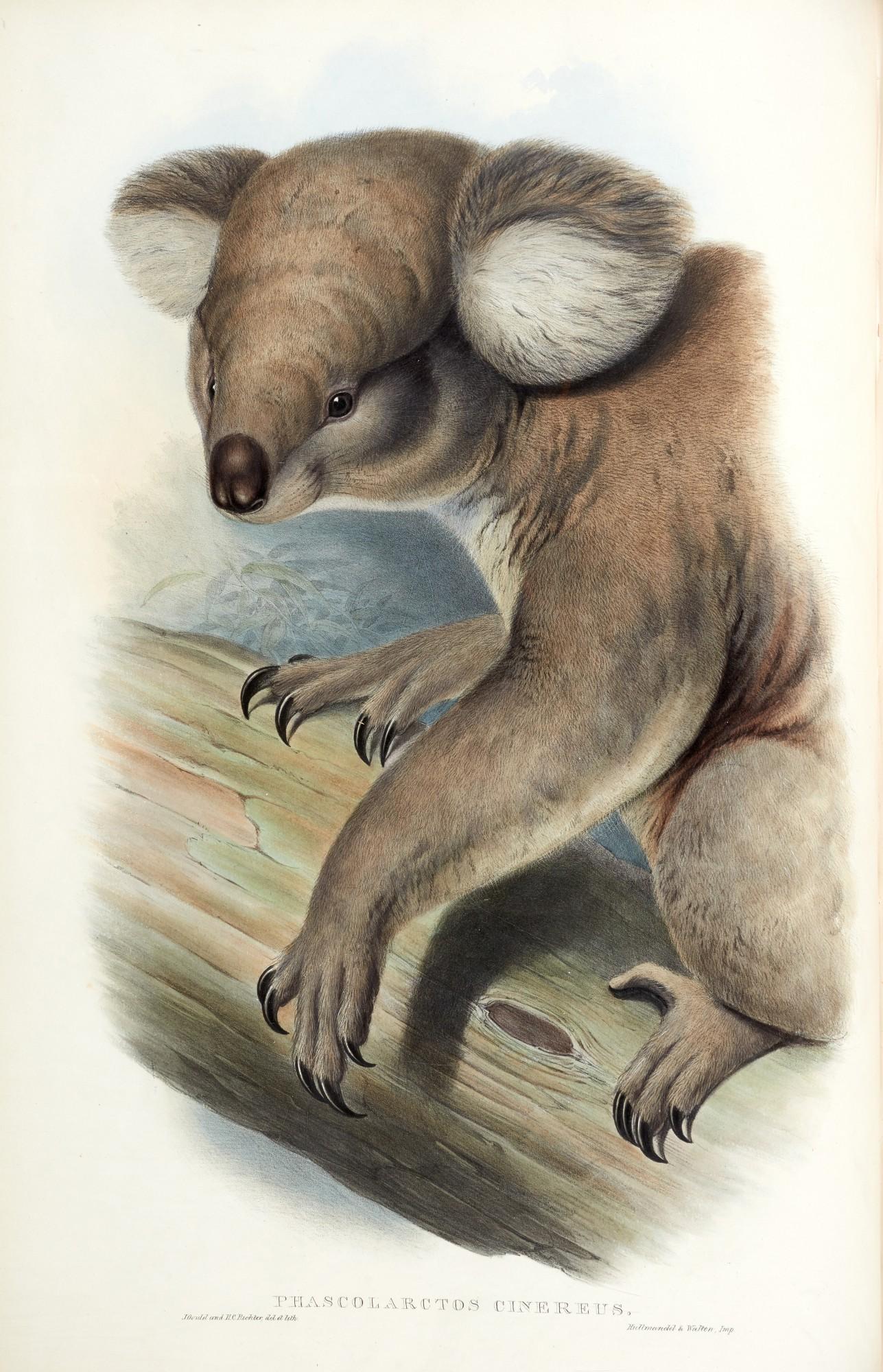 John Gould - The Mammals of Australia, London, [1845-] 1863, 3 volumes, contemporary green morocco gilt