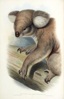 John Gould - The Mammals of Australia, London, [1845-] 1863, 3 volumes, contemporary green morocco gilt