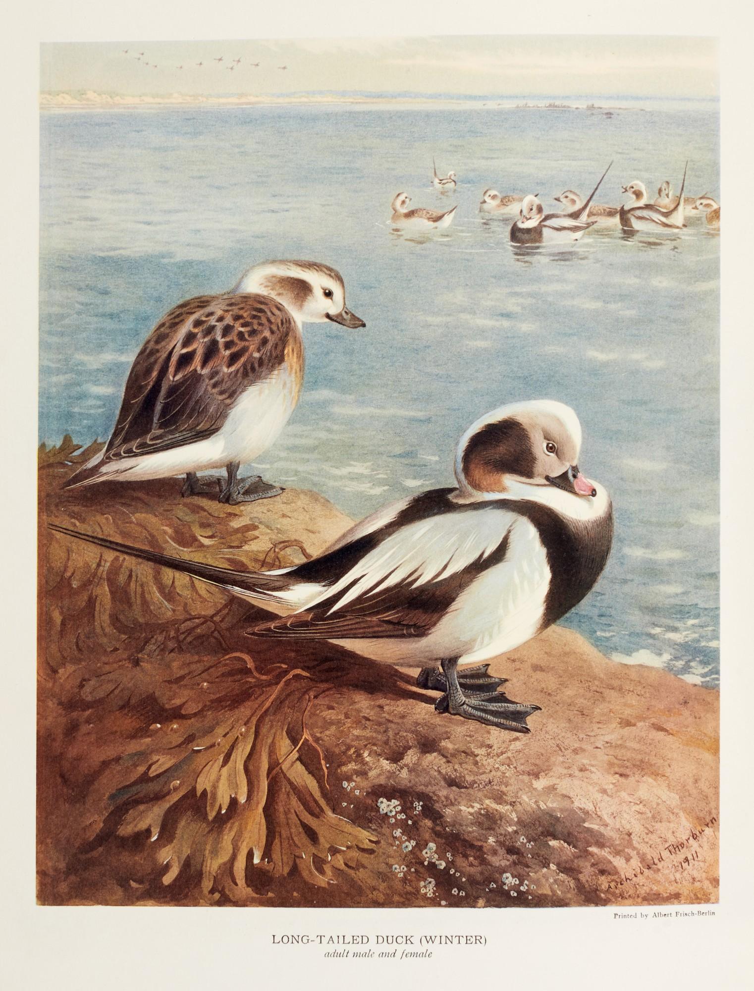 John Guille Millais - British diving ducks, 1913, 2 volumes