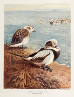 John Guille Millais - British diving ducks, 1913, 2 volumes