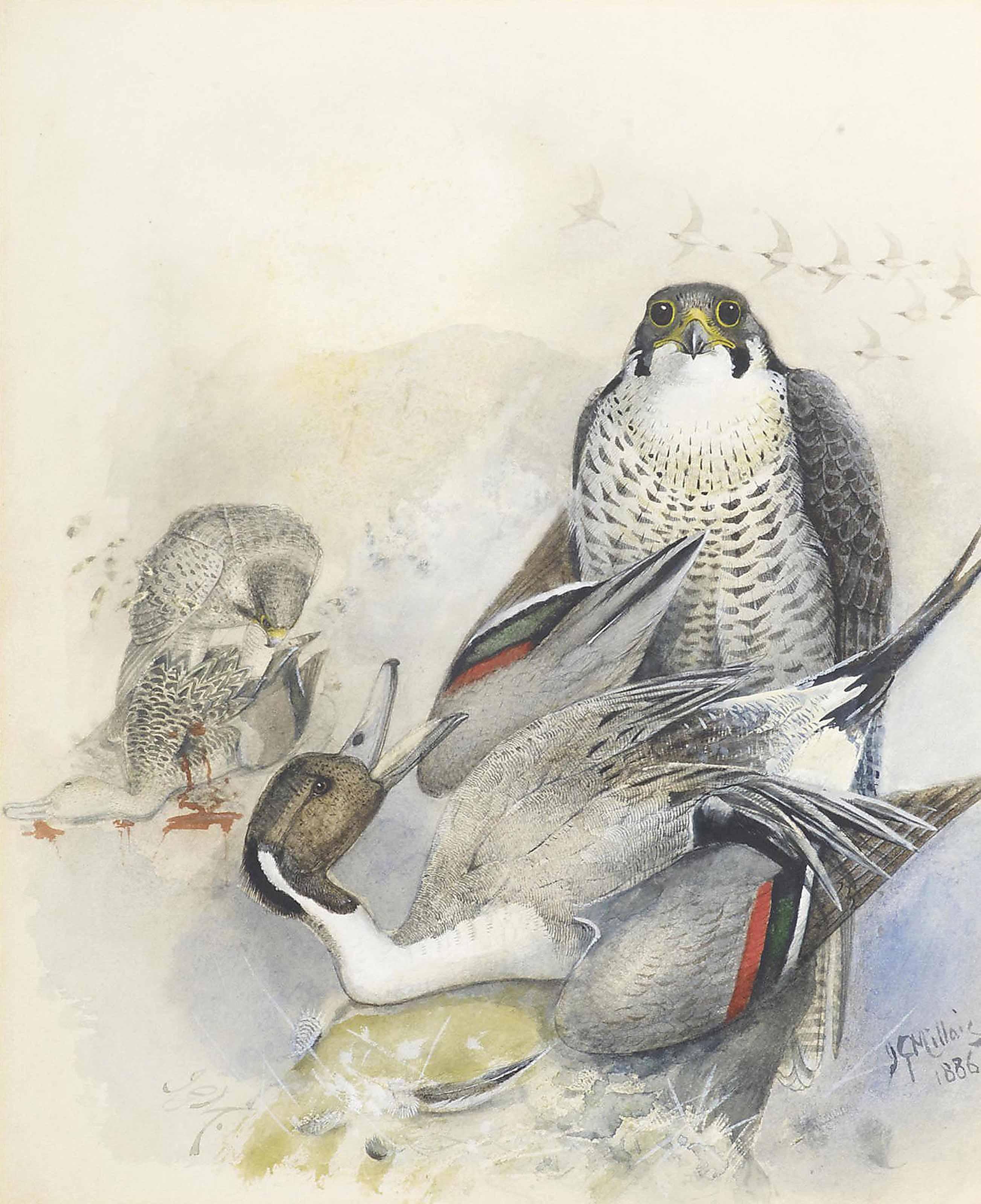 John Guille Millais - Peregrine falcon and duck