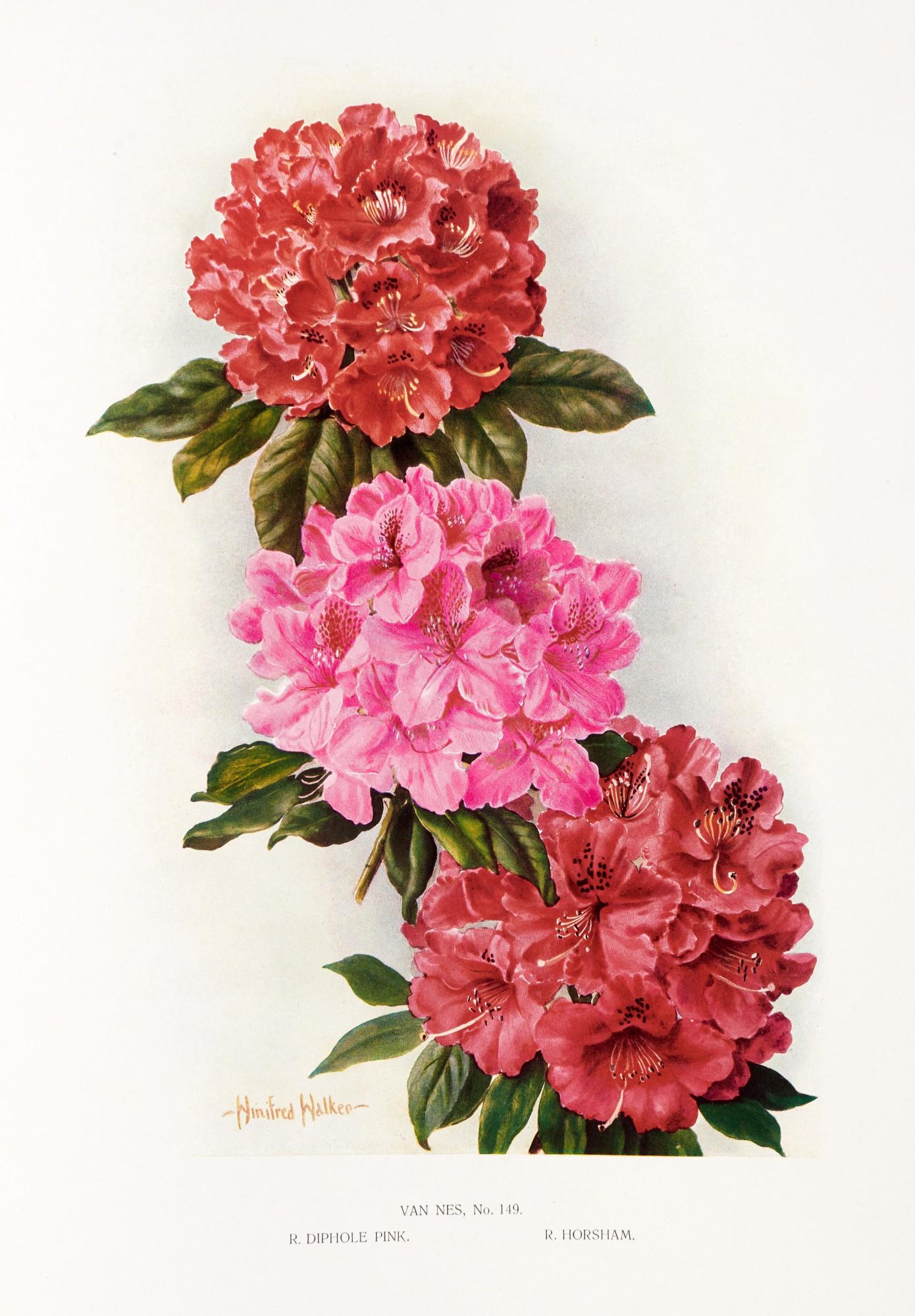 John Guille Millais - Rhododendrons and the various hybrids. Second series, 1924