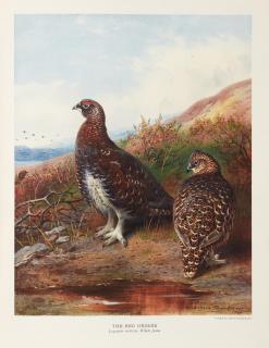 John Guille Millais - The natural history of British game birds, 1909