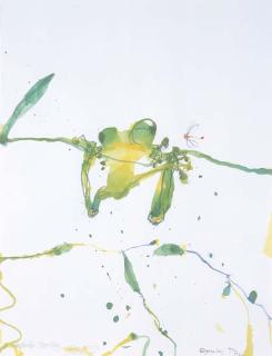 John Henry Olsen - Kimberley Tree Frog