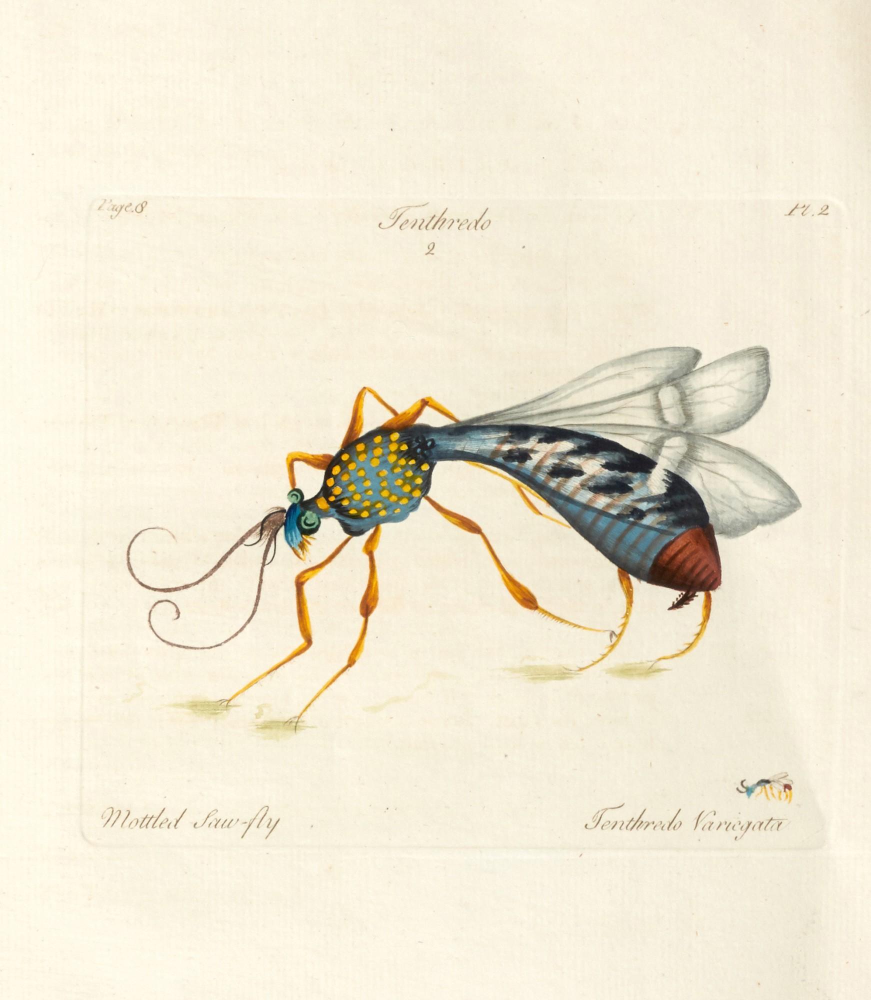 John Hill - A decade of curious insects, London, 1773, marbled wrappers
