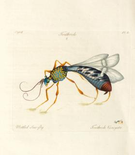 John Hill - A decade of curious insects, London, 1773, marbled wrappers