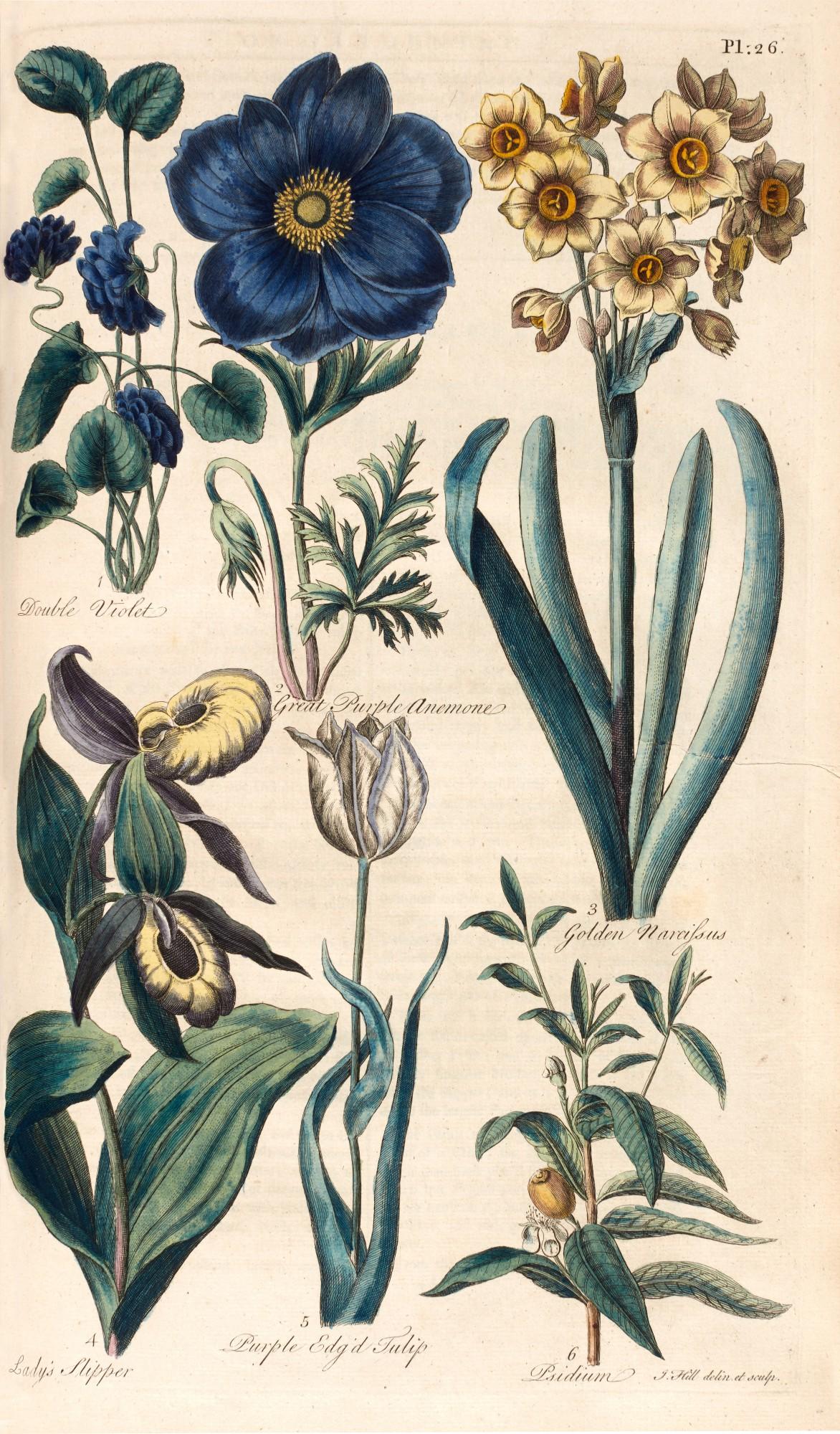 John Hill - Eden, or a compleat body of gardening, London, 1757, modern red morocco