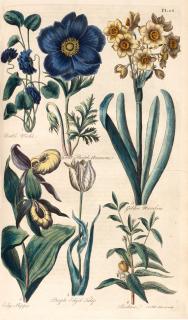 John Hill - Eden, or a compleat body of gardening, London, 1757, modern red morocco