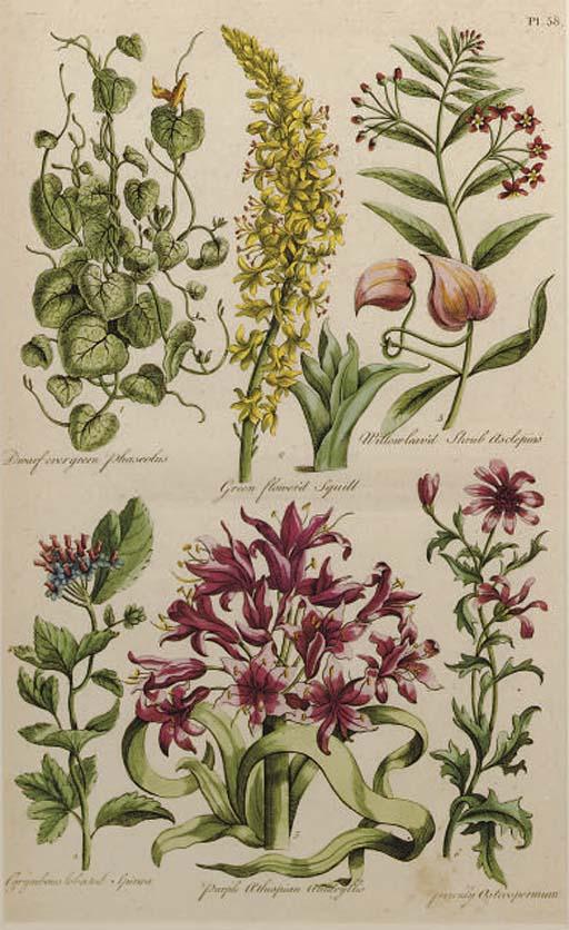 John Hill - The British Herbal: Four Plates