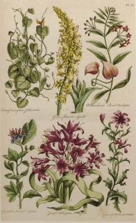 John Hill - The British Herbal: Four Plates