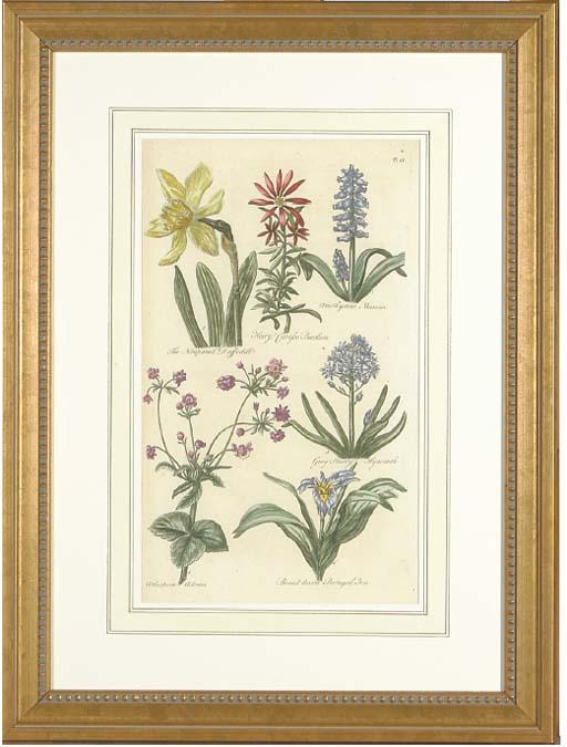 John Hill - The British Herbal: Six Plates