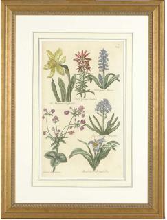 John Hill - The British Herbal: Six Plates